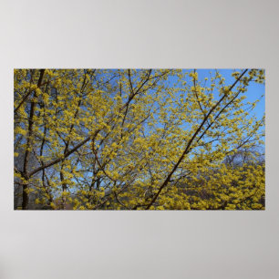 Poster Cornelian Cherry