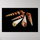 Poster Cornes marines (Devant)