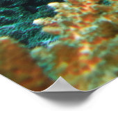 Poster Cornetfish Pair (Coin)