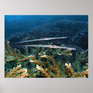 Poster Cornetfish Pair