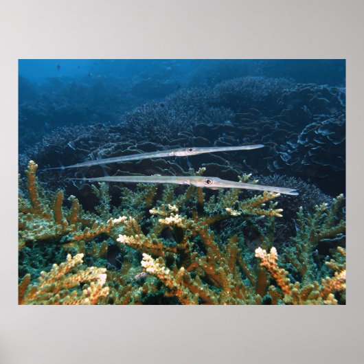 Poster Cornetfish Pair (Devant)