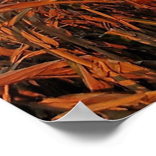 Poster Cornfield (Coin)