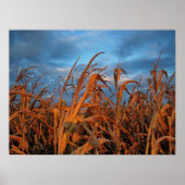 Poster Cornfield (Devant)