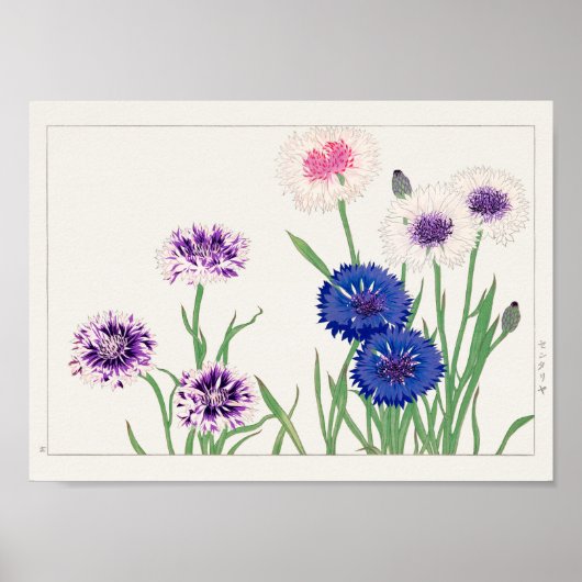 Poster Cornflower de Tanigami Konan (Devant)