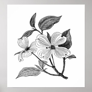 Poster Cornouiller fleurissant
