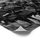 Poster Corps pendus des conspirateurs de Lincoln, 1865 (Coin)