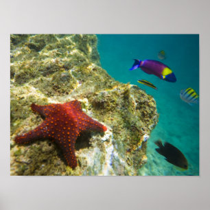 Poster Cortez Rainbow Wrasse mâle et femelle et mer