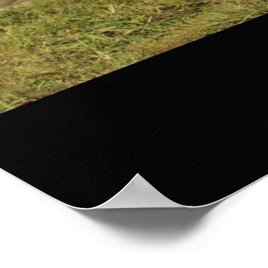 Poster Corvette 1966 (Coin)