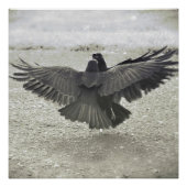 Poster Corw/Raven (Devant)