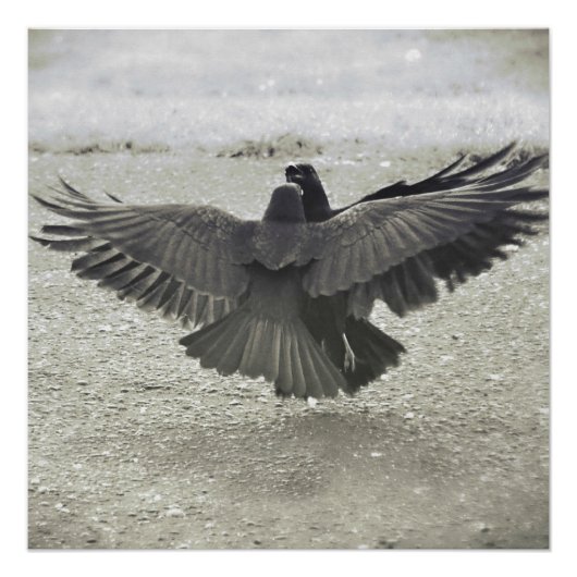 Poster Corw/Raven (Devant)