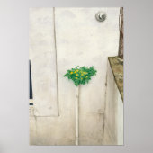 Poster Corydalis lutea (Devant)