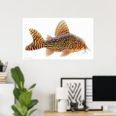 Poster Corydoras Sterbai Catfish Imprimer (Bureau à domicile)