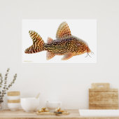 Poster Corydoras Sterbai Catfish Imprimer (Cuisine)