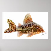 Poster Corydoras Sterbai Catfish Imprimer (Devant)