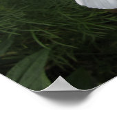 Poster Cosmea (homonymie) (Coin)