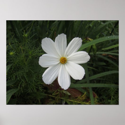 Poster Cosmea (homonymie) (Devant)