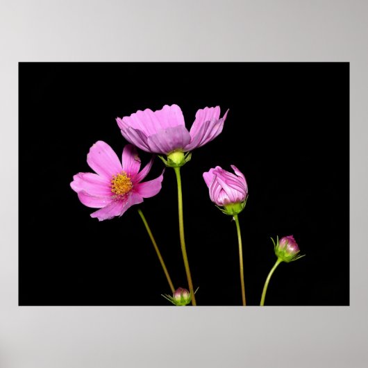 Poster Cosmos à la nuit (Devant)