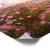 Poster Cosmos at Quiet Dawn – Soft Morning Meadow  (Coin)