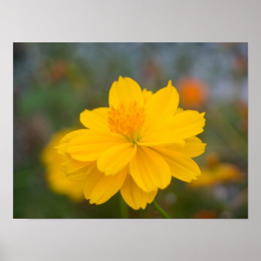 Poster Cosmos de soufre 02 (Devant)