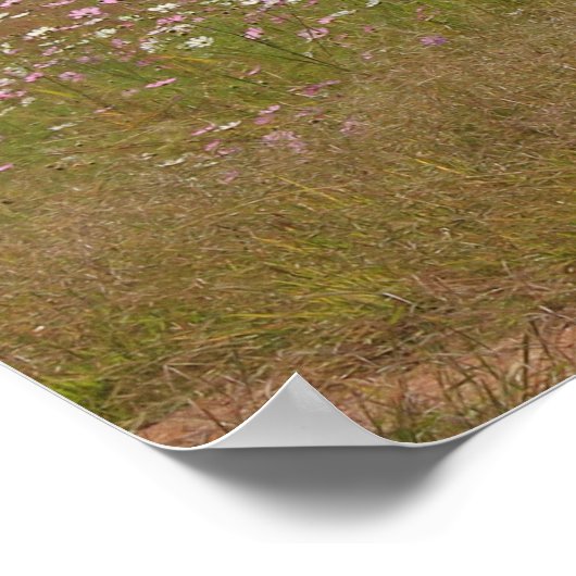 Poster Cosmos Fleurs le long de la clôture (Coin)