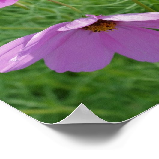 Poster Cosmos Flower Trio Mirror Abstrait (Coin)