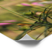 Poster Cosmos Flowers (Coin)