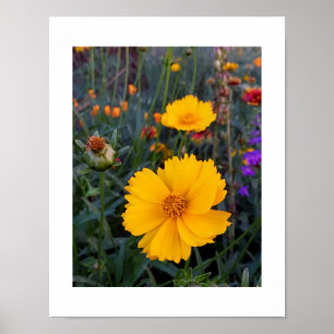 Poster Cosmos Orange Au Premier Plan Photographie