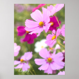 Poster Cosmos [Papier d'affiche de valeur]