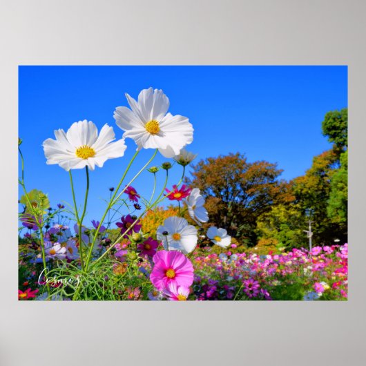 Poster Cosmos [Poster] (Devant)