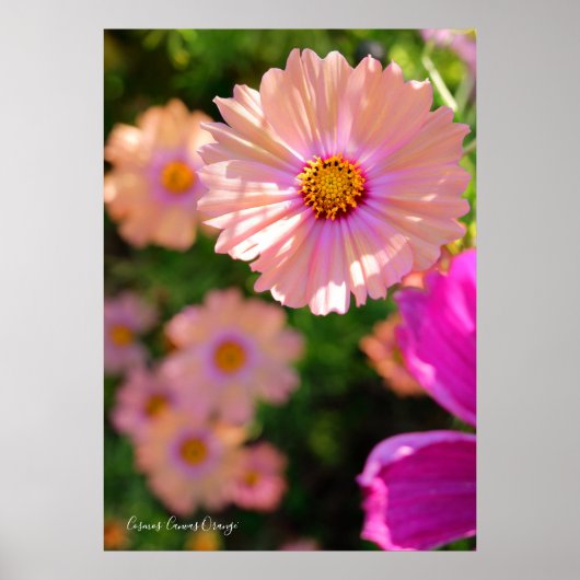 Poster Cosmos [Poster] (Devant)