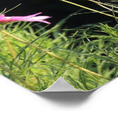 Poster Cosmos rose dans le soleil du matin (Coin)