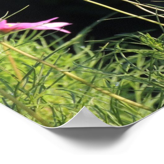 Poster Cosmos rose dans le soleil du matin (Coin)