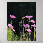 Poster Cosmos rose dans le soleil du matin (Devant)