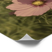 Poster Cosmos rose Fleurs vieilles Couleur partielle (Coin)