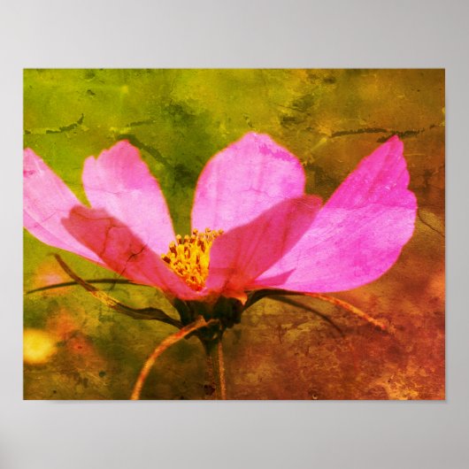 Poster Cosmos rose simple Fleur Art désespéré (Devant)