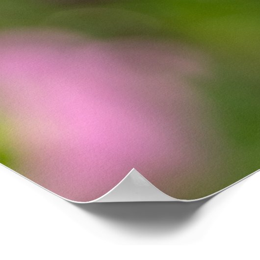 Poster Cosmos roses (Coin)