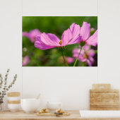 Poster Cosmos roses (Cuisine)