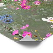 Poster Cosmos Wilderness Wild Flowers (Coin)