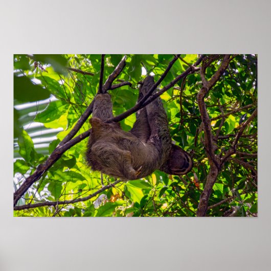 Poster Costa Rica - Happy Lazy Sloth, Antonio Manuel NP (Devant)