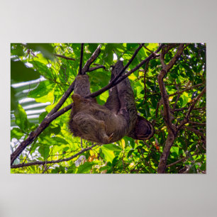 Poster Costa Rica - Happy Sloth paresseux, Antonio Manuel