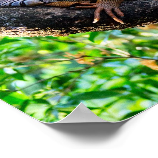 Poster Costa Rica, Muelle - Lazy Iguana reposant dans un  (Coin)