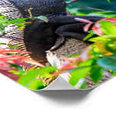 Poster Costa Rica, Muelle - Lazy Iguana reposant dans un  (Coin)