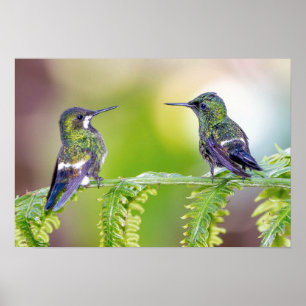 Poster Costa Rica : Un couple de colibris vert à la feuil