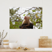 Poster Costaricien Singe, Curieux Capucin Blanc Face (Cuisine)