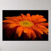 Poster Côté Gerber (Devant)