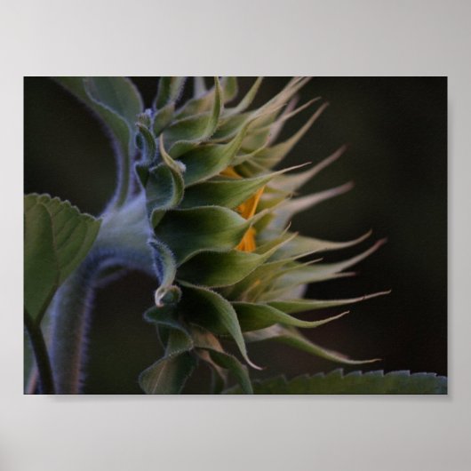 Poster Côté tournesol (Devant)