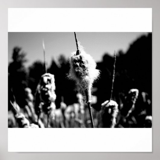 Poster Coton (Devant)