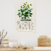 Poster Coton de Sea Island (gossypium vitifolium) (Cuisine)