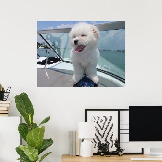 Poster coton De Tulear (Bureau à domicile)