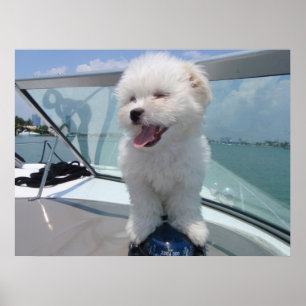 Poster coton De Tulear